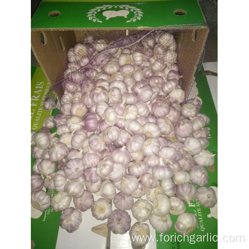 2019 Fresh Normal White Garlic In Sizes 5.0-5.5cm